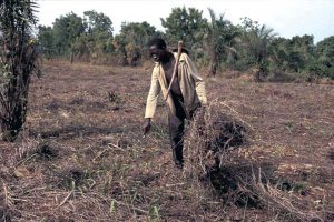 Read more about the article Bush Clearing for Farming in Igboland: Tradition, Techniques, and Agricultural Practices